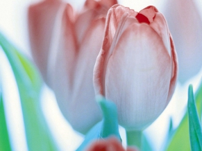 Colorful Buds