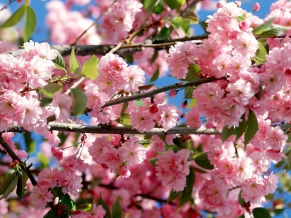 Colorful Flowers & Sky