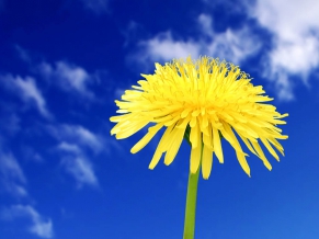 Flower in Blue Sky