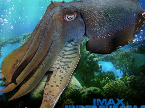 IMAX Under The Sea 1