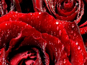 Red Roses 6