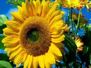 Sun Flower