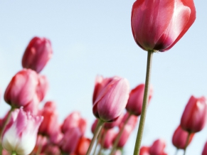 Tulips Rising