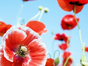 Variety Red Flowers