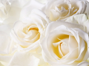 White Roses