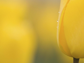 Yellow Bud Blossom