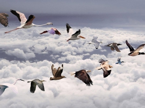 All Birds Widescreen