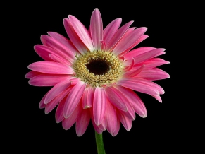 Beautiful Pink Daisy