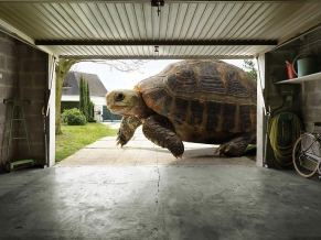 Huge Tortoise