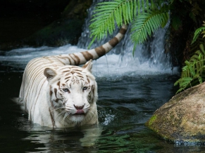 White Tiger Beautiful