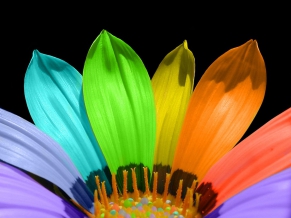 Flower Color Petals