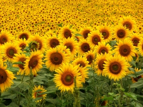 Sunflowers