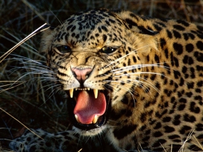 Snarling Cheetah