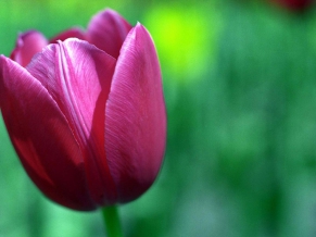 Tulip Flower HD Wide