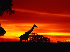 A Giraffe Journey at Dusk
