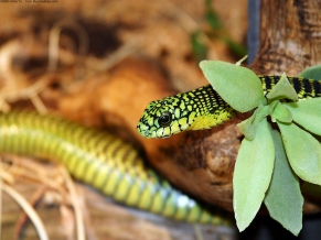 A Green Snake 2