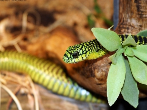 A Green Snake 2