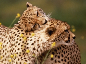Affectionate Cheetahs