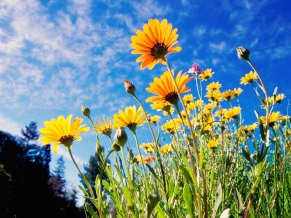 African Daisies