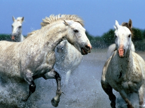 Afternoon Race