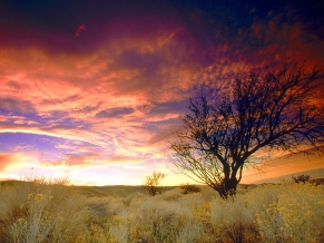 Almond Tree California