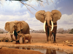 Are We There Yet Elephants