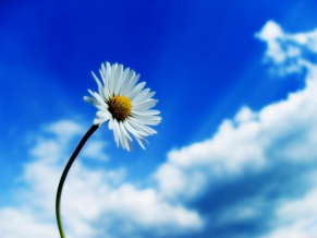 Beautiful Sky White Flower