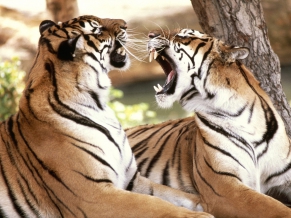 Bengal Tigers
