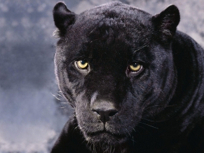 Black Cheetah