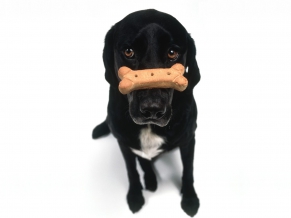 Black Dog