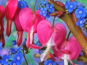 Bleeding Heart Flowers