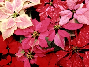 Blooming Poinsettias