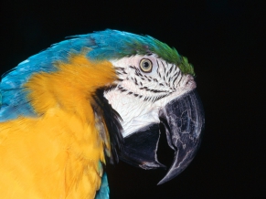 Blue Yellow Macaw