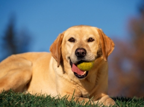 Break Time, Yellow Labrador