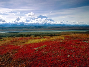 Brilliant Colors of Denali National Park, Alaska