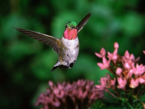 Broadtail Humming Bird