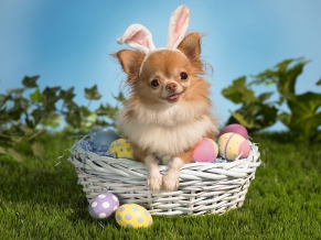 Bunny Wishes You a Happy Easter