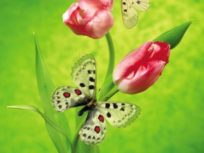 Butterfly on a tulip