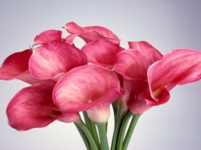 Calla Lilies
