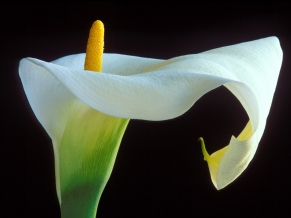 Calla Lily