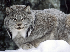 Canadian Lynx