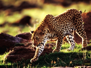 Cheetah