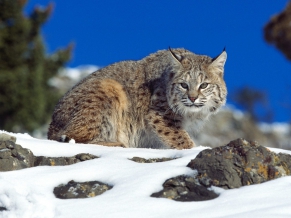 Cold Stare Bobcat