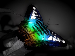 Colorful Butterfly