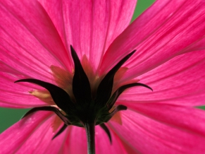 Cosmos Flower