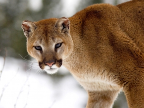 Cougar in Winter, Montana