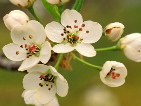 Crabapple Blossoms in Spring