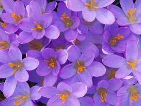 Crocus Shelbyville Kentucky