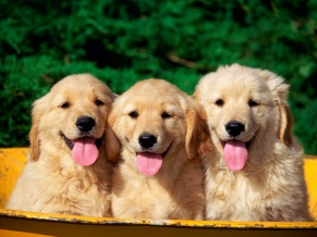 Cute Dogs