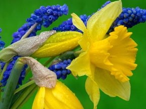 Daffodils Hyacinth
